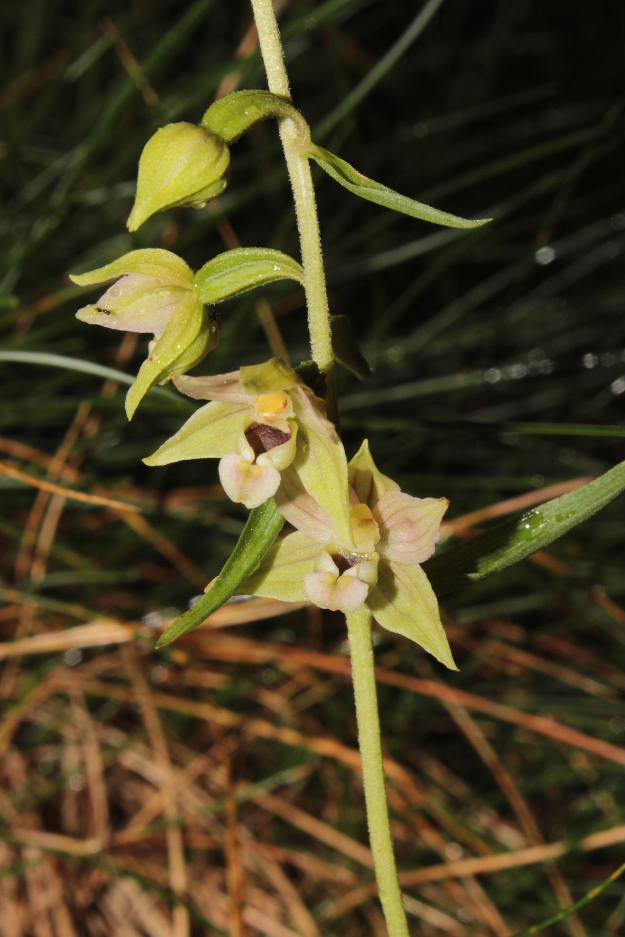 Epipactis muelleri ??